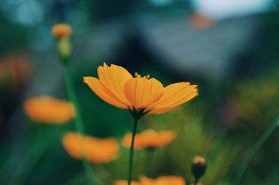 Close-up of flower blooming outdoors