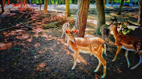 Portrait of deer