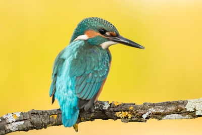 Close-up of a bird