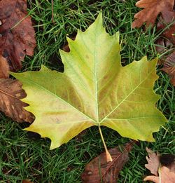 High angle view of maple leaves