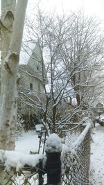 Close-up of snow covered tree