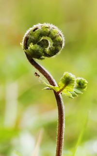 Close-up of plant growing outdoors