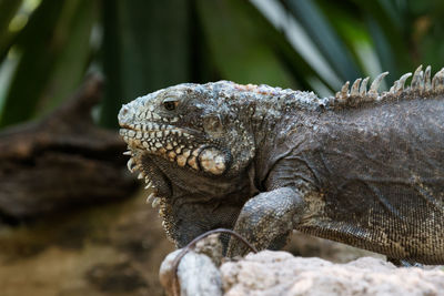Close-up of lizard