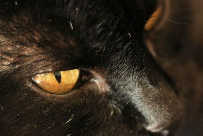 Close-up portrait of cat