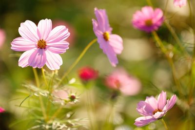 Close-up of pink flowers blooming outdoors