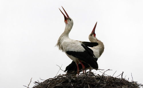 white stork