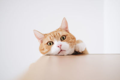 Close-up portrait of cat against white background