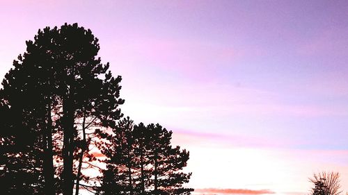 Low angle view of silhouette trees against sky