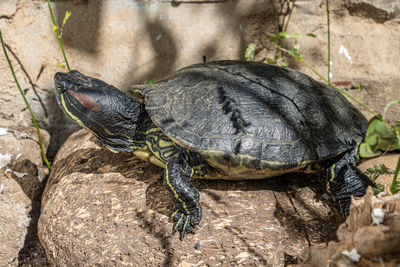 Close-up of turtle on rock