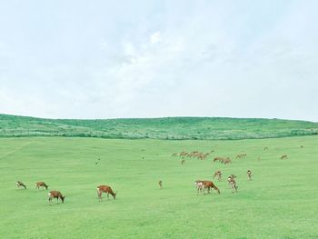 Grass grazing on field