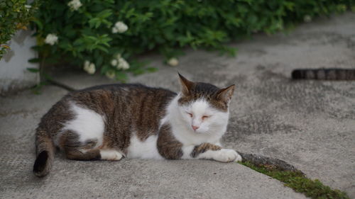 Cat lying down