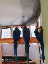 Low angle view of bird perching on ceiling