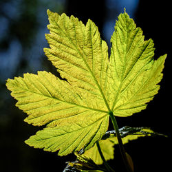 Close-up of yellow maple leaves against black background