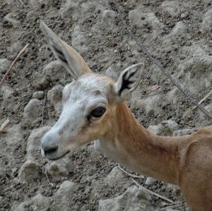 Close-up of deer on land