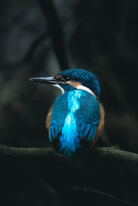 Close-up of bird perching on a branch