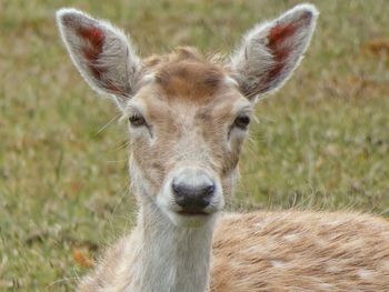 Portrait of deer on field