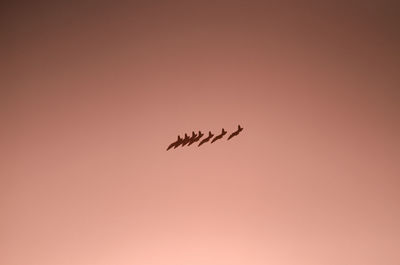 Low angle view of bird flying in sky