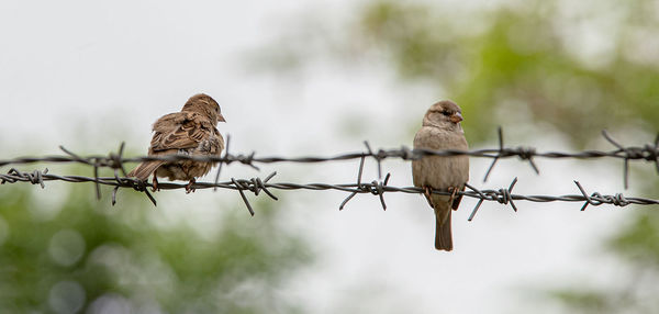 Bird perching on a fence