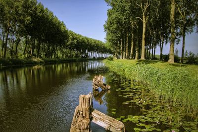 Scenic view of river in summer