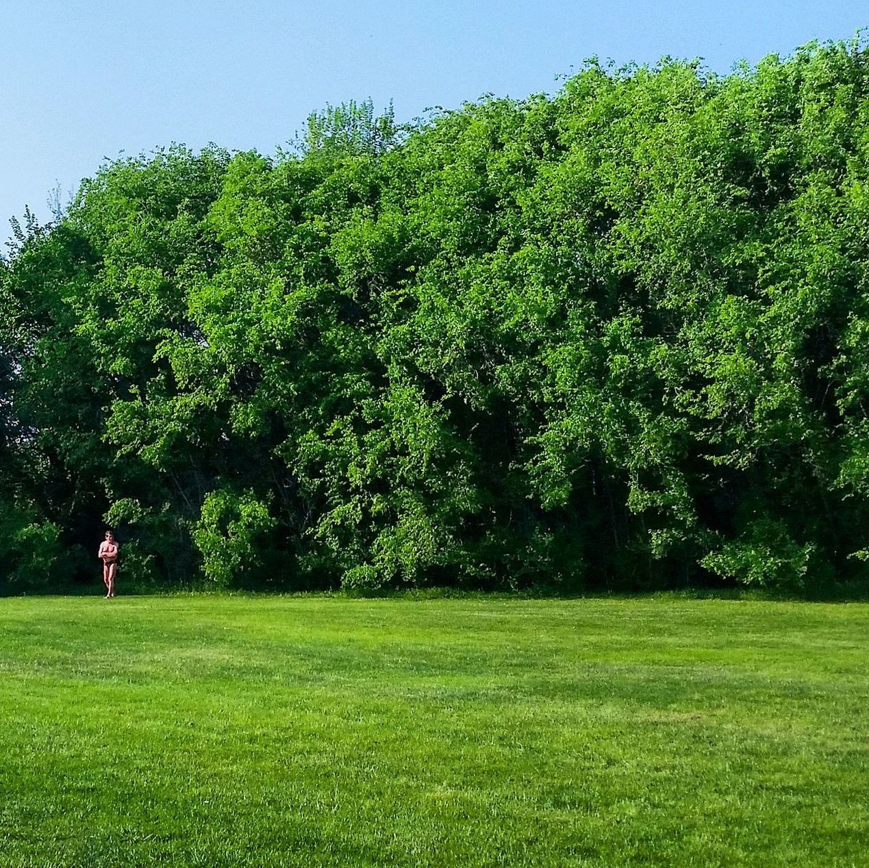 VIEW OF TREES ON FIELD