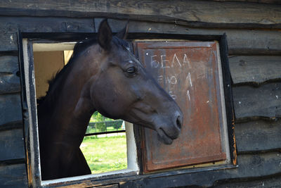 Close-up of horse in stable