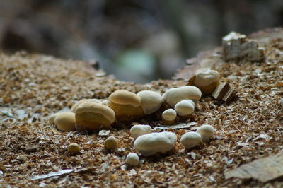 Close-up of pebbles on beach