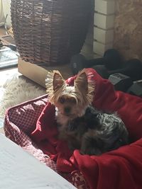 High angle portrait of dog relaxing at home