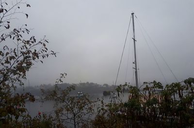 Plants and trees against sky