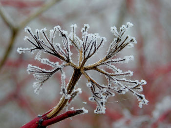 Close-up of frozen plant