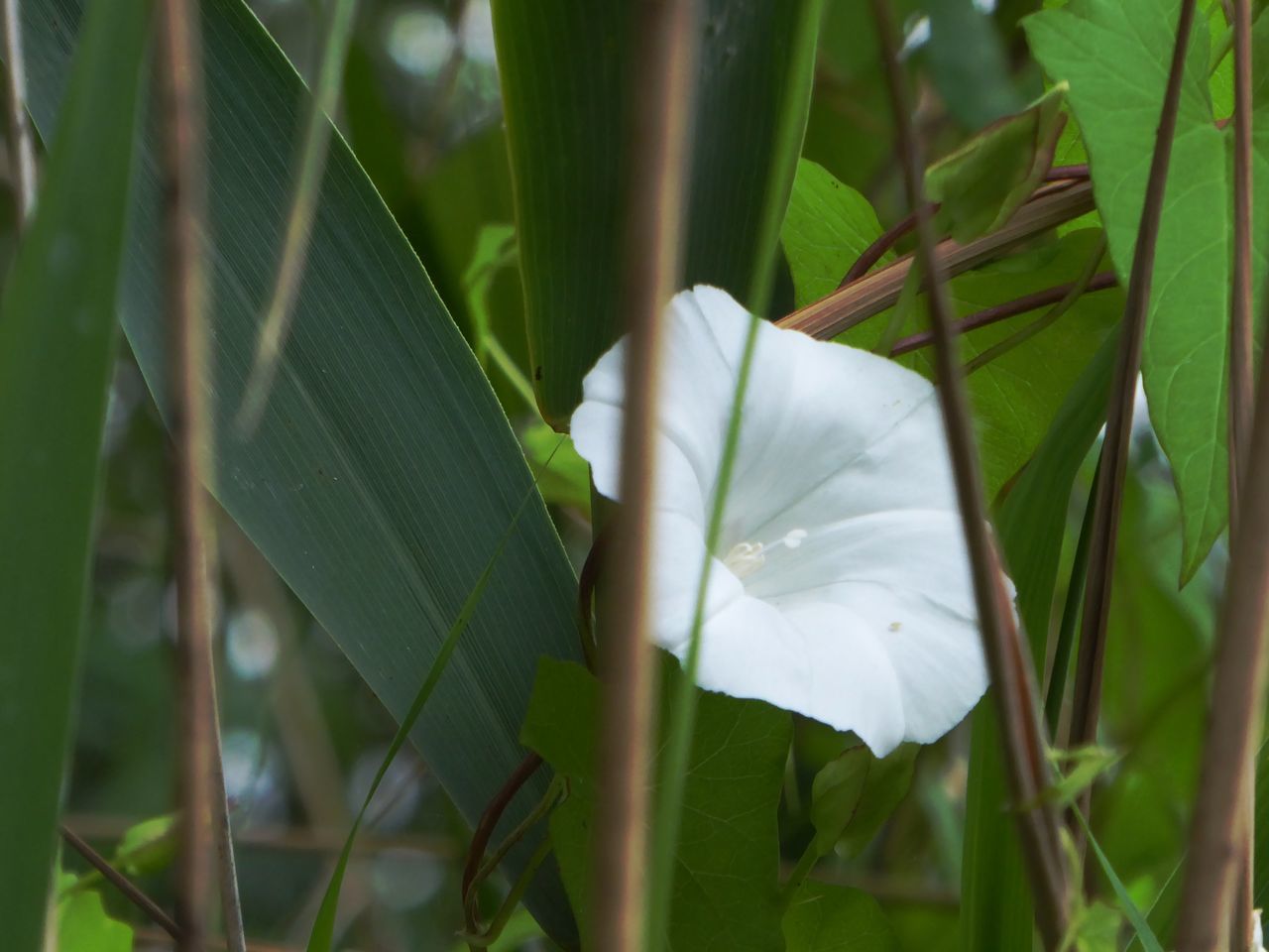 CLOSE-UP OF WHITE FLOWERS