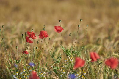 Close-up of red poppy flowers on field