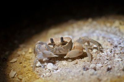 Close-up of crab on sand