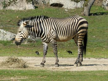 Zebras in a zoo