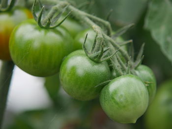 Close-up of tomatoes growing on plant