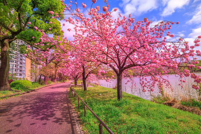 Cherry blossoms in park