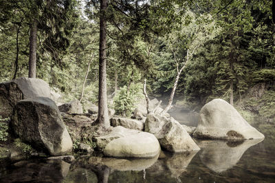 Scenic view of waterfall in forest