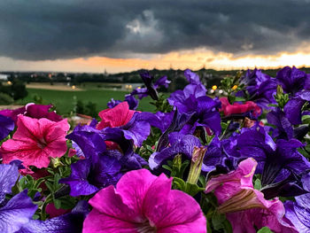 Close-up of purple flowering plants against cloudy sky