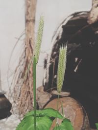 Close-up of potted plant