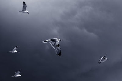 Low angle view of seagulls flying against sky