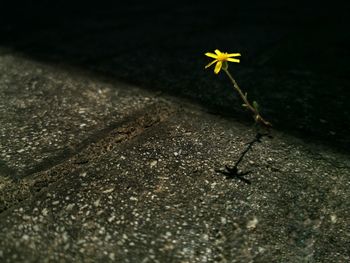 High angle view of yellow flowering plant