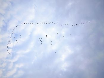 Low angle view of birds flying in sky