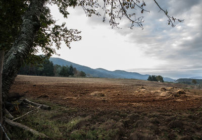 Scenic view of field against sky