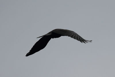 Low angle view of birds flying in sky