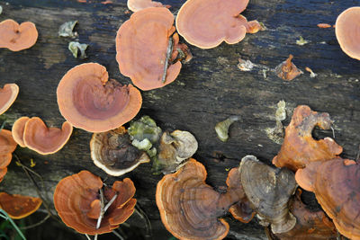 High angle view of leaves on wood