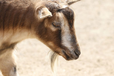 Close-up of a horse