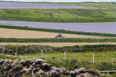 Cornish flax fields