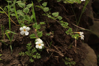 Close-up of flowers growing in field