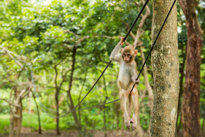 Close-up of monnkey on rope