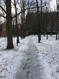 Bare trees on snow covered road in forest