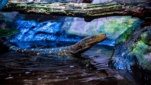 Close-up side view of a turtle in water